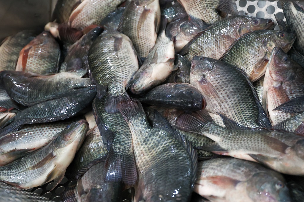 Santa Catarina mantém proibição da tilápia do Vietnã por risco sanitário